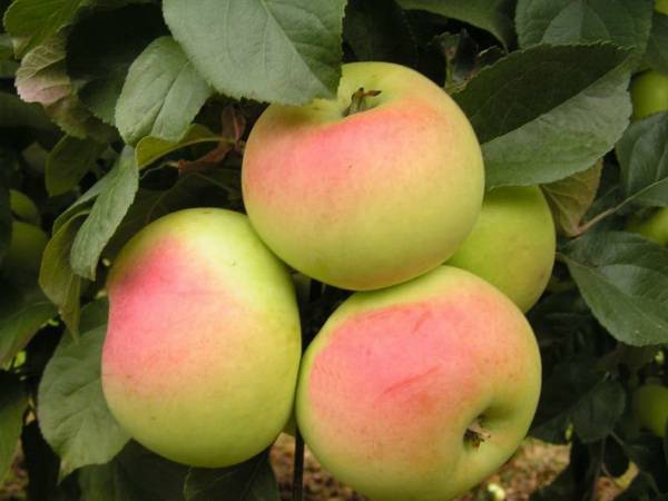 Описание и характеристика яблони сорта Имрус - фото