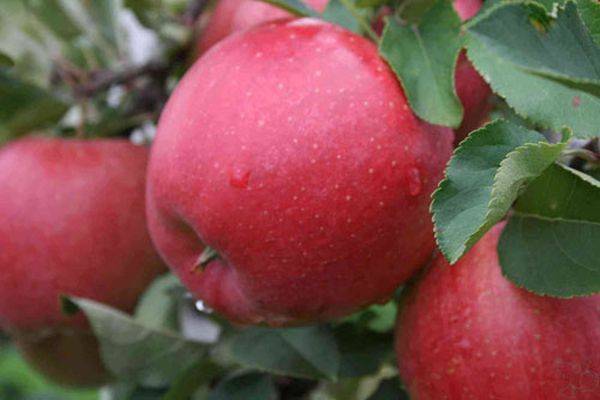 Характеристика сладкой зимней яблони Хани Крисп - фото