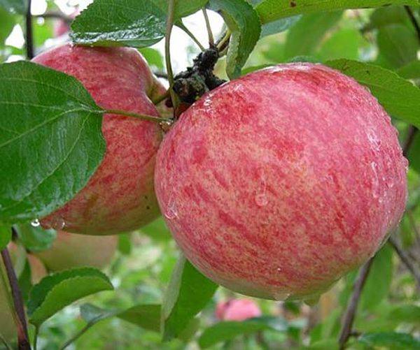 Особенности ухода за яблоней сорта Коричное полосатое - фото