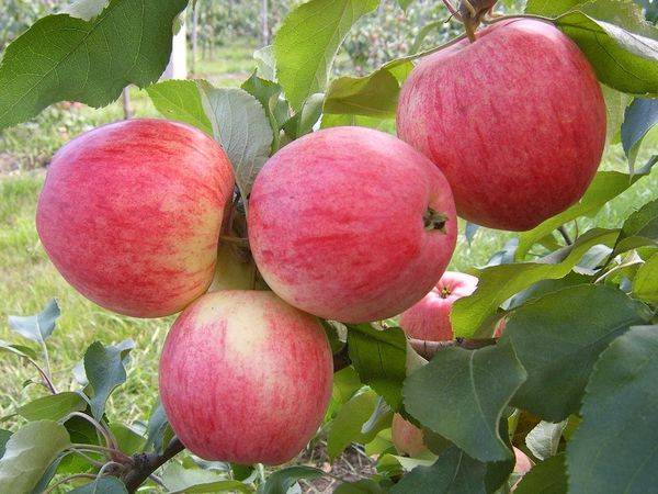 Описание и уход за яблоней сорта Медуница - фото