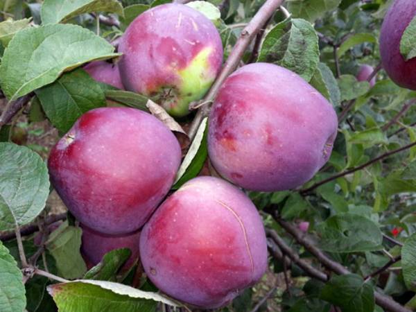 Особенности выращивания яблони сорта Имант с фото