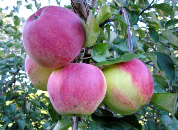 Устойчивая яблоня Уэлси: описание достоинств с фото