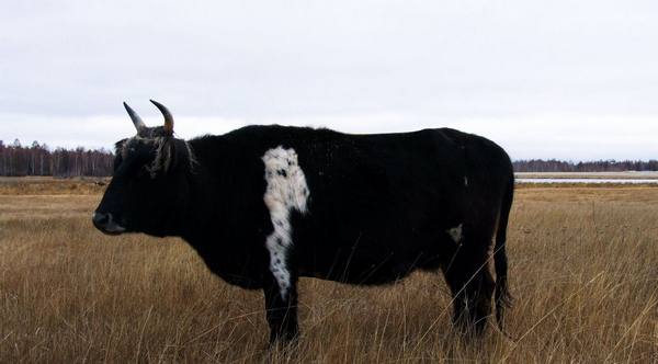 Якутская корова  уникальный скот мясо-молочного направления из республики Саха с фото