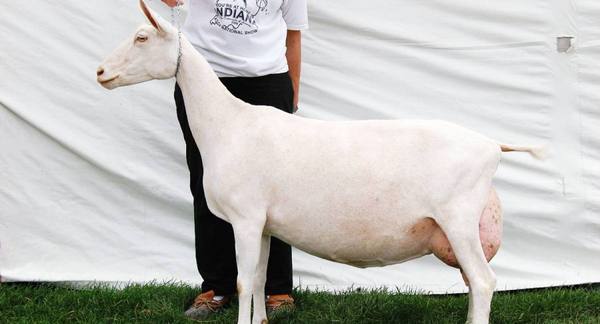 Зааненская порода коз  характеристика и описание породы - фото