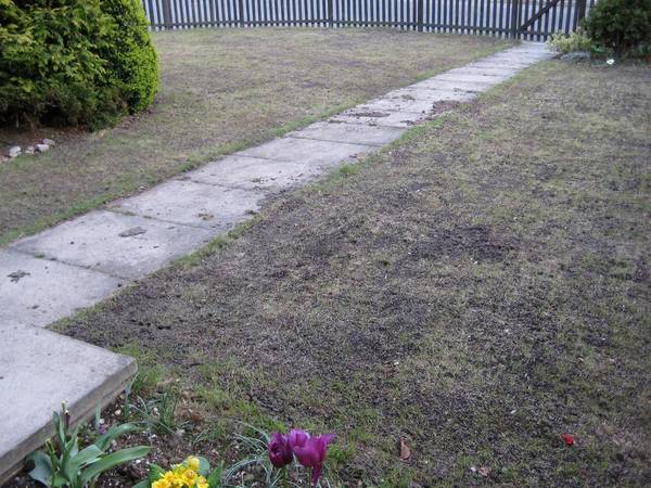 Скарификация газона и мульчирование  кнут и пряник для газонной травы - фото