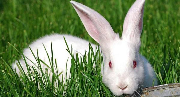 Запор у кроликов  причины и меры профилактики - фото