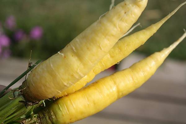 Желтая морковь - разновидности и описание с фото