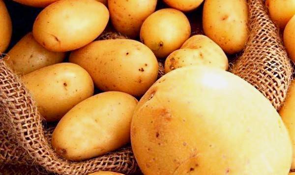 Характеристика сортов желтого картофеля с желтой мякотью - фото